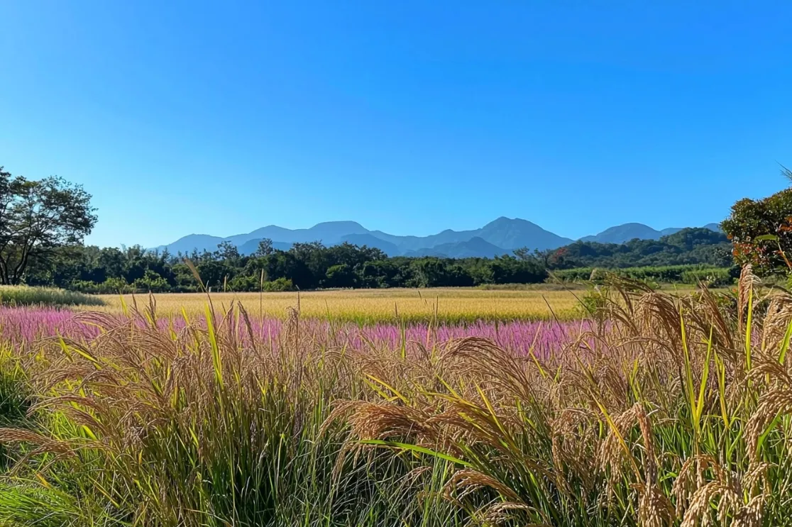 A lush field of Thai brown rice with golden and purple stalks.